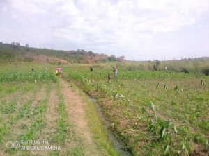 Weeding maize fields - photo 2